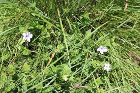 Image result for Sisyranthus imberbis