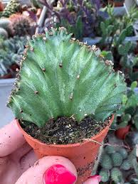 Image result for Euphorbia schinzii