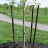 Fruit trees on the dwarf and semi dwarf rootstocks m27 and m26 will need staking after planting. Https Encrypted Tbn0 Gstatic Com Images Q Tbn And9gcqyy8quxnbympvmadp2fi Rmvuo22vbggkgwnojw6r7 Rs8wurm Usqp Cau