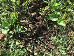 We did not find results for: Black Powdery Fungi On My Grass 486544 Ask Extension
