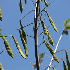 Image result for Gliricidia sepium