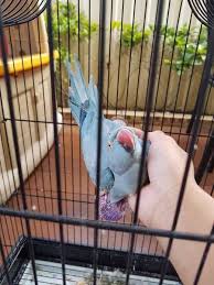 Bird Aviary For Sale Nsw Lost Indian Ringneck Parakeet Parrot Bird West Hoxton New South Wales Nsw Australia L39486 Parakeet Parrot Ring Necked Parakeet
