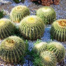 Las semillas de cannabis germinan correctamente con unos valores de temperatura y humedad relativamente altos. Como Reproducir Cactus Por Esquejes Guia Facil