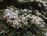 Image result for Cordia mukuensis