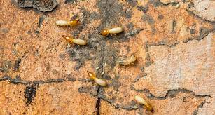 Pest control is part of your responsibility as a homeowner — just like cutting the grass or repairing a leaky faucet. Repairing Damage After A Termite Invasion Pointe Pest Control