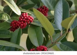 Image result for Ilex latifolia