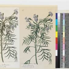 Image result for Psoralea arborea