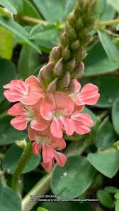 Image result for Indigofera spicata