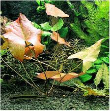 Image result for Nymphaea maculata