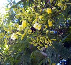 Are rădăcina adâncă, frunzele anghinarea este utilizată în scop terapeutic ca plantă medicinală datorită proprietăților ei deosebite. Acacia Bonariensis Wikipedia La Enciclopedia Libre