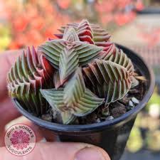 Image result for Crassula capitella