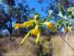 Image result for Nicotiana glauca