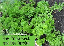 The first step of harvesting parsley is to choose the right plants. How To Harvest And Dry Parsley