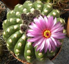 Thirstystone stoneware coaster set, cactus flowers. Parodia Nordisk Kaktus Selskab Cactus Plants Blooming Cactus Cacti And Succulents