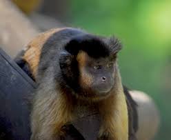 He has lived with us since he was about 2 weeks old. Adw Cebus Apella Information