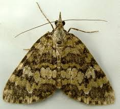 Image result for Entephria caesiata