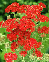 Common Yarrow Paprika Soldier S Woundwort Paprika Idei Ozeleneniya Ozelenenie