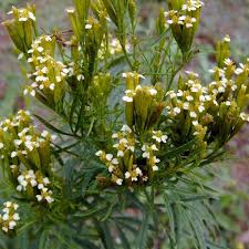 Image result for Tagetes minuta