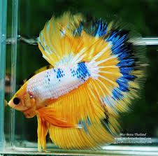 Hm Yellow Macaw Blue Ring Nicebettathailand Breeding Betta Fish Siamese Fighting Fish Betta Fish