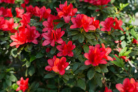 Azalee Erfahre Alles Uber Die Pflege Und Die Krankheiten Des Rhododendron Simsii Hier Findest Du Informationen R Pflanzen Rhododendron Simsii Pflanzenlexikon