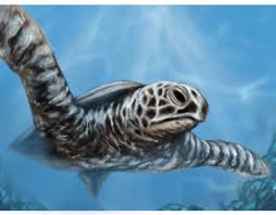 The clouds were stunning in the sunset!… buy sea turtle by sandra trubin as a poster. Mountain And Clouds On Behance