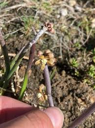 Image result for Cynanchum orangeanum