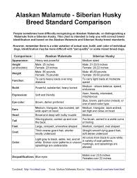 Alaskan Malamute Vs Siberian Husky Breed Standard Dogs