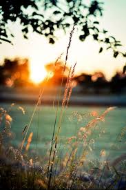 صورة منظر رائع الجمال لاشجار صغيرة عند لحظة غروب الشمس صورة