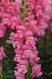 Image result for Antirrhinum