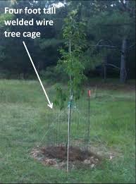 We did not find results for: Planting Tree Plots Plant Protection Trees To Plant Native Garden