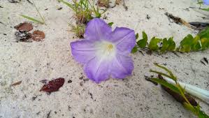 Image result for Bonamia