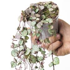 Image result for Ceropegia cyperifolia