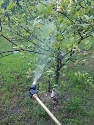 He recommends a copper spray at green tip for suppression of fireblight in any orchard that had active fireblight in either of the two previous seasons. How To Identify Prevent And Control Cedar Apple Rust Gardener S Path