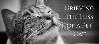 They love you, they really love you. I Miss My Cat But Kept My Grief Secret Love Lives On