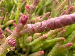 Image result for Sarcocornia natalensis