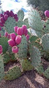 It's best to check every piece of information on. 270 Nature Ideas Cactus Cactus Drawing Cactus Art