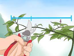 She is so thoughtful happy thanksgiving from honeysuckle vine co!! 3 Ways To Prune Honeysuckle Wikihow