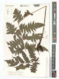 Image result for Blotiella currorii