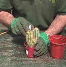 Antes de que los modernitos se apropiaran de él, era respetado: Como Cuidar Un Cactus