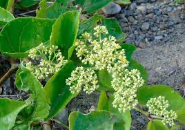 Image result for Cissus integrifolia