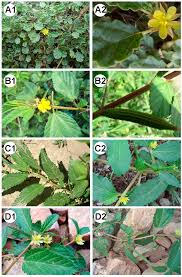 Image result for Melhania velutina