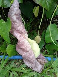 Image result for Aristolochia littoralis