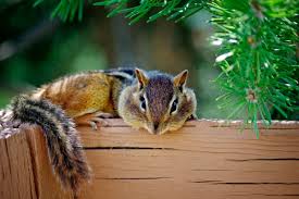 How do i keep chipmunks from eating all the birdseed out of the bird feeders? Chipmunks Attacking My Plants Thriftyfun
