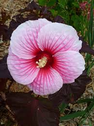 Maybe you would like to learn more about one of these? Pin On Gorgeous Garden Plants
