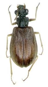 Image result for Stolzia heiligenthalii