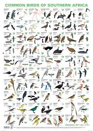 Garden Birds Of South Africa Common Birds Of Southern Africa Poster Common Birds Southern Africa Birds
