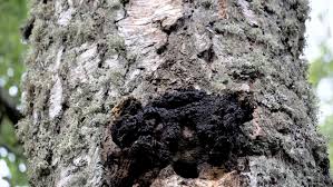 Video 4k e hd pronti per qualsiasi montaggio video digitale. Closer Look Of The Black Stock Footage Video 100 Royalty Free 1035813893 Shutterstock