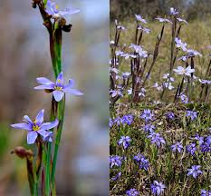 Image result for Syncolostemon sp. nov. aff. teucriifolius