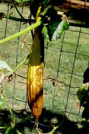 Image result for Luffa