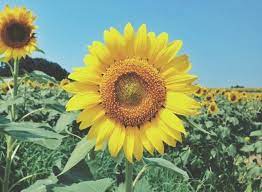 910 likes · 23 talking about this. Poems About Sunflower Puisi Tentang Bunga Matahari Steemit